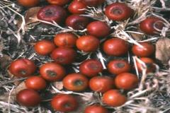 Ziziphus nummularia
